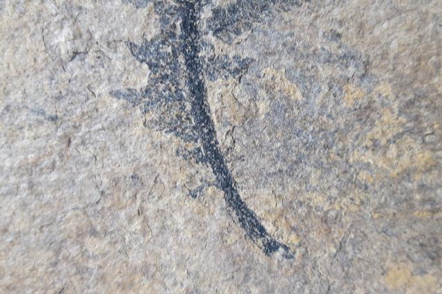 ?Walchia piniformis (SCHLOTHEIM 1820) - Bild © FossNet FossilienStore